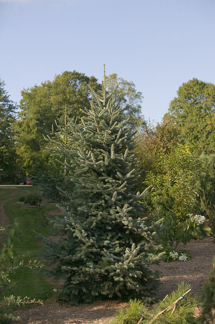 Abies koreana x lasiocarpa