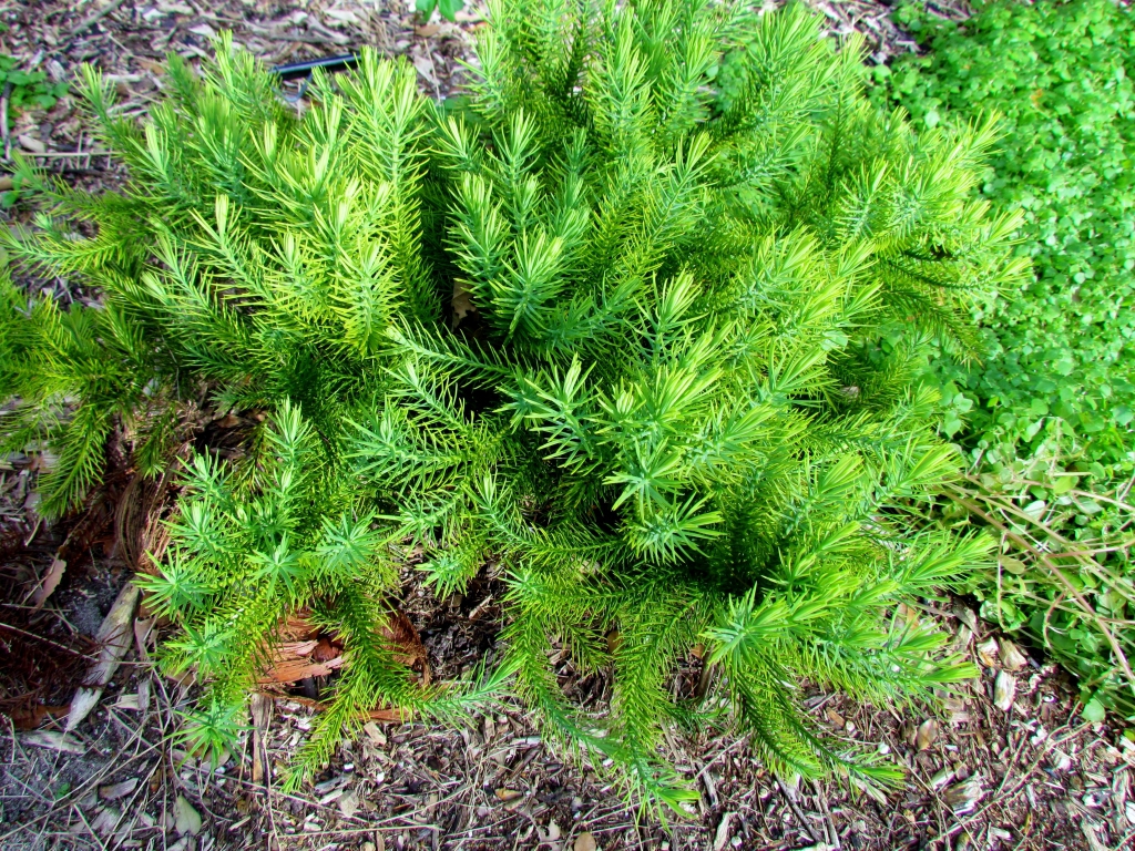 Neocallitropsis pancheri
