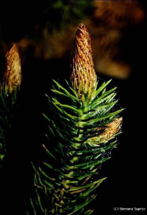 Neocallitropsis pancheri