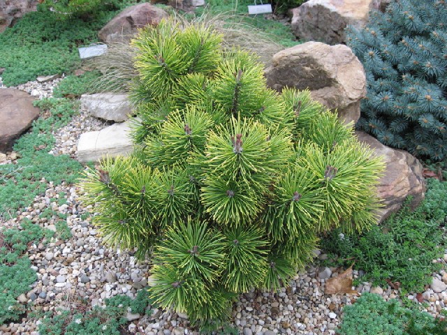 Pinus mugo 