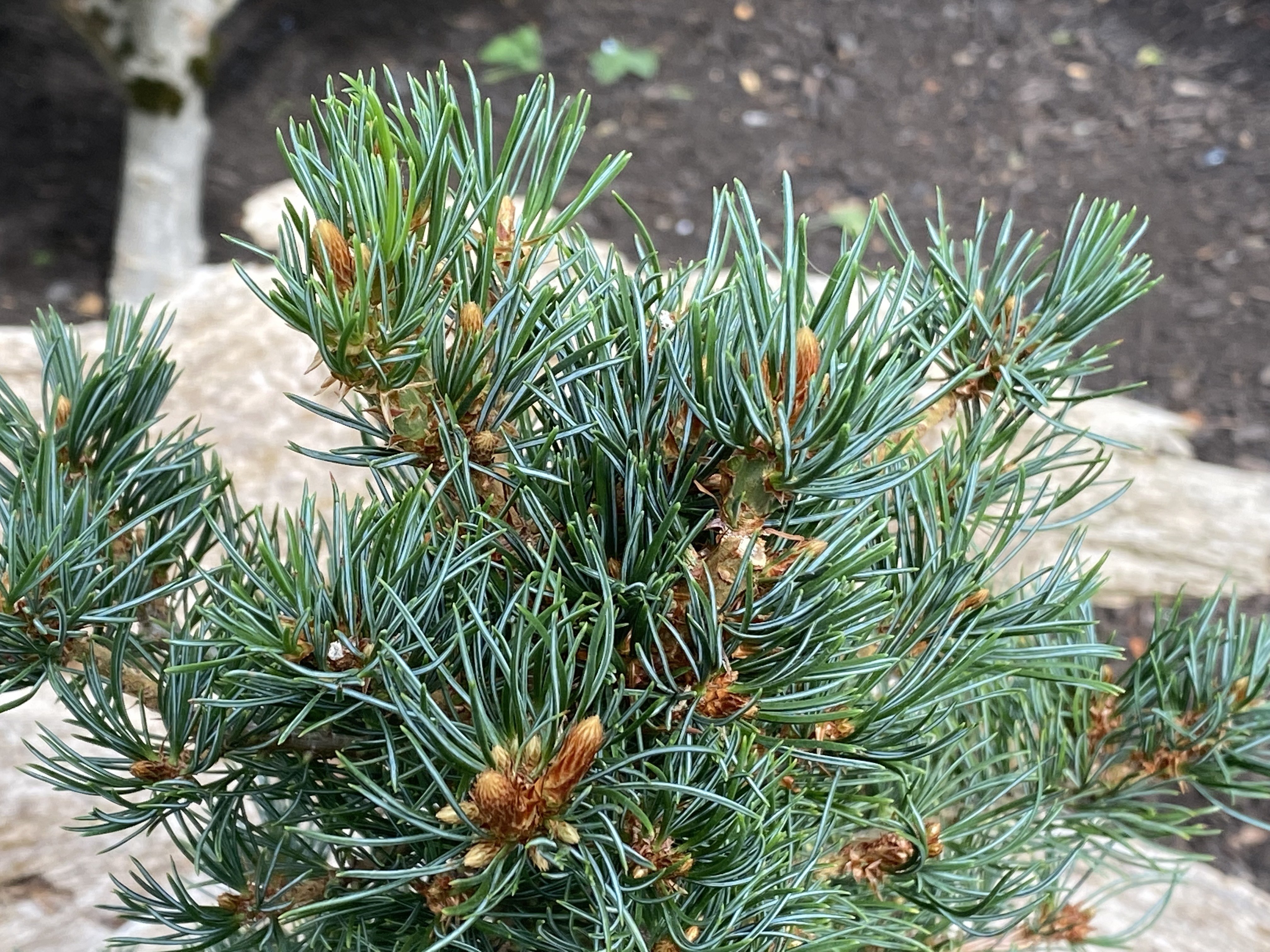 Pinus parviflora 