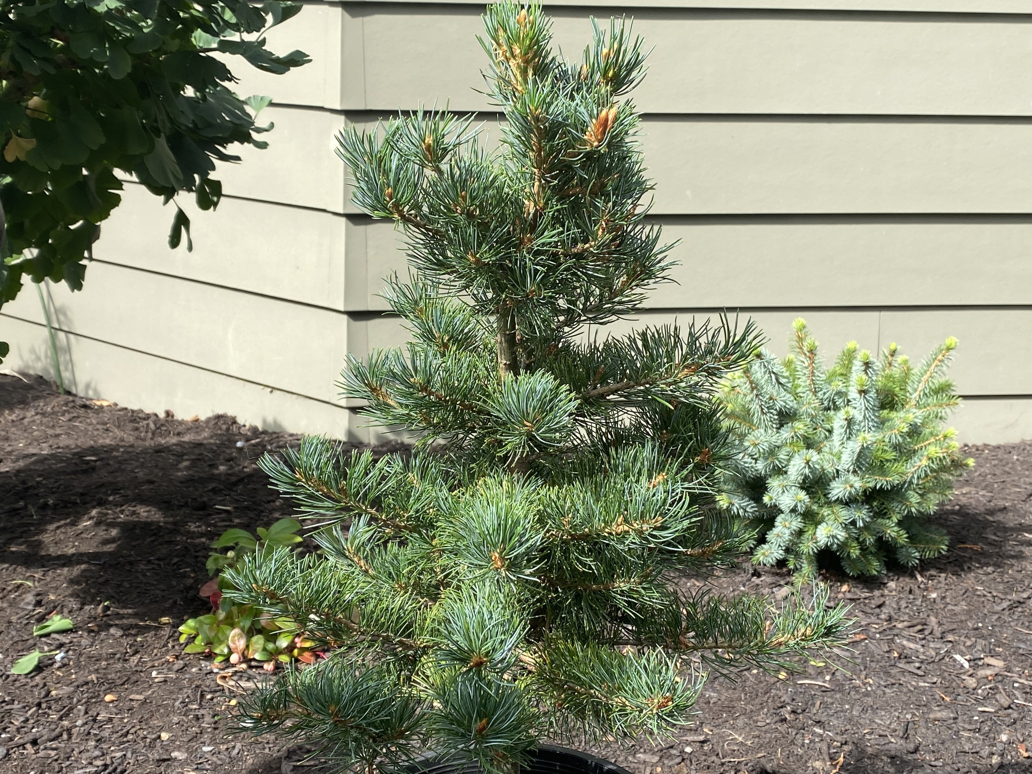 Pinus parviflora 