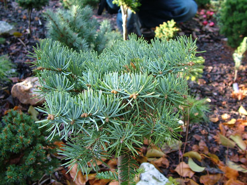 Abies concolor 