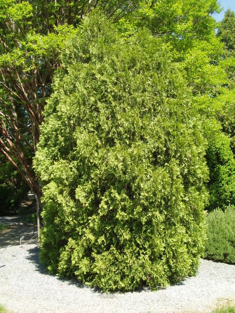 Thuja plicata 
