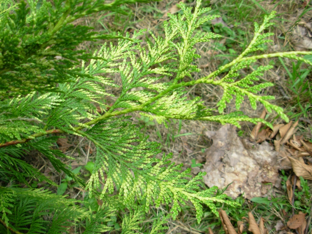 Thuja plicata 