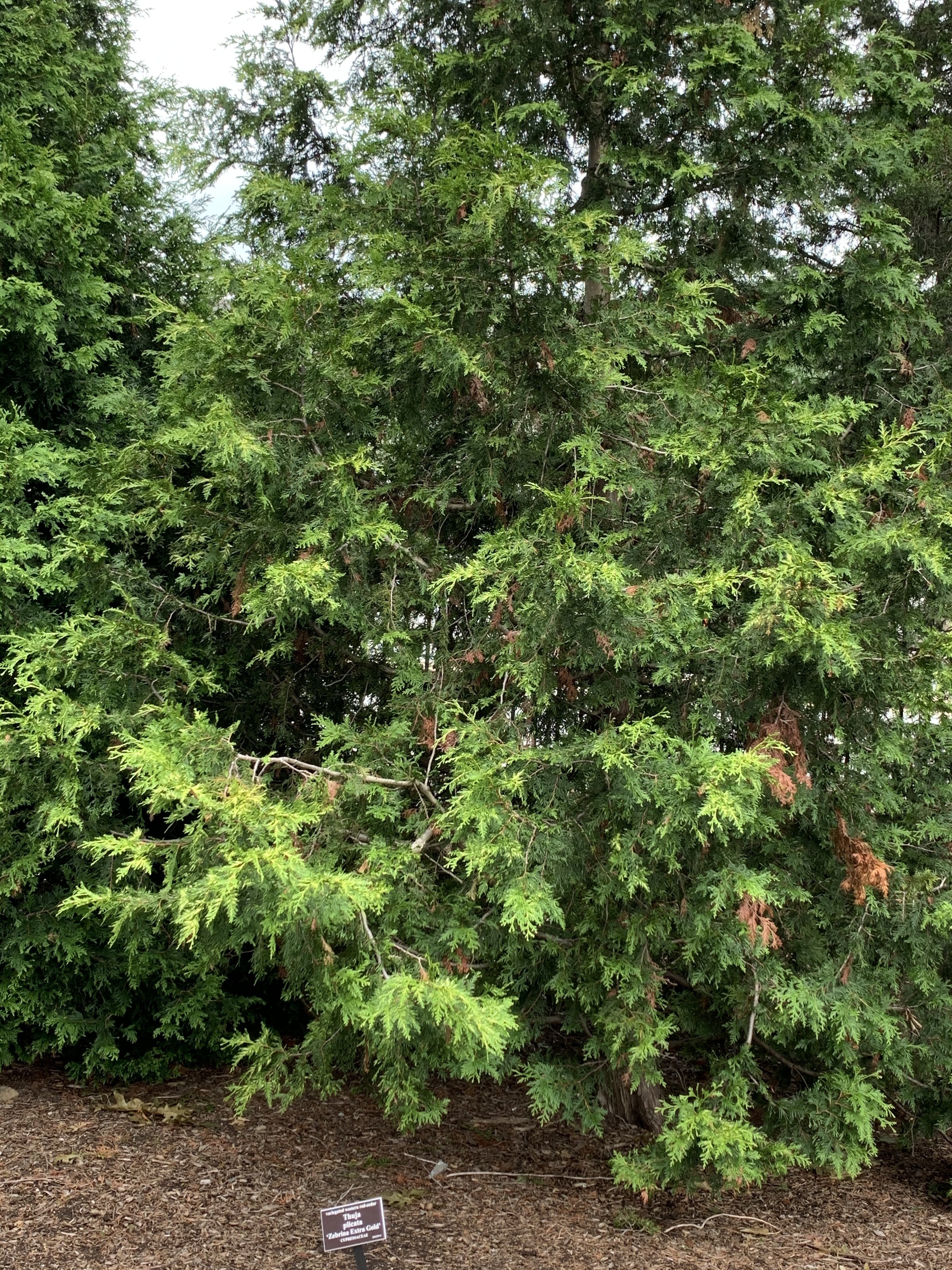 Thuja plicata 