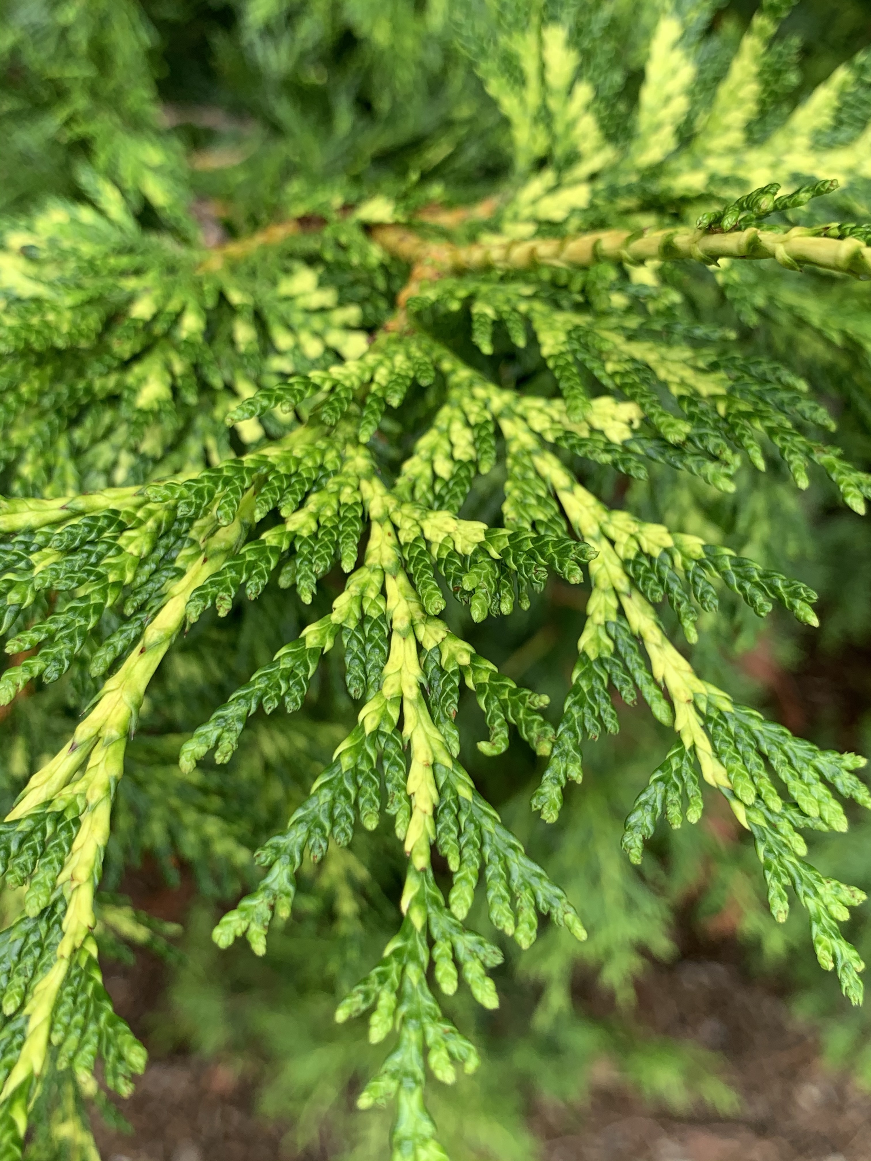 Thuja plicata 