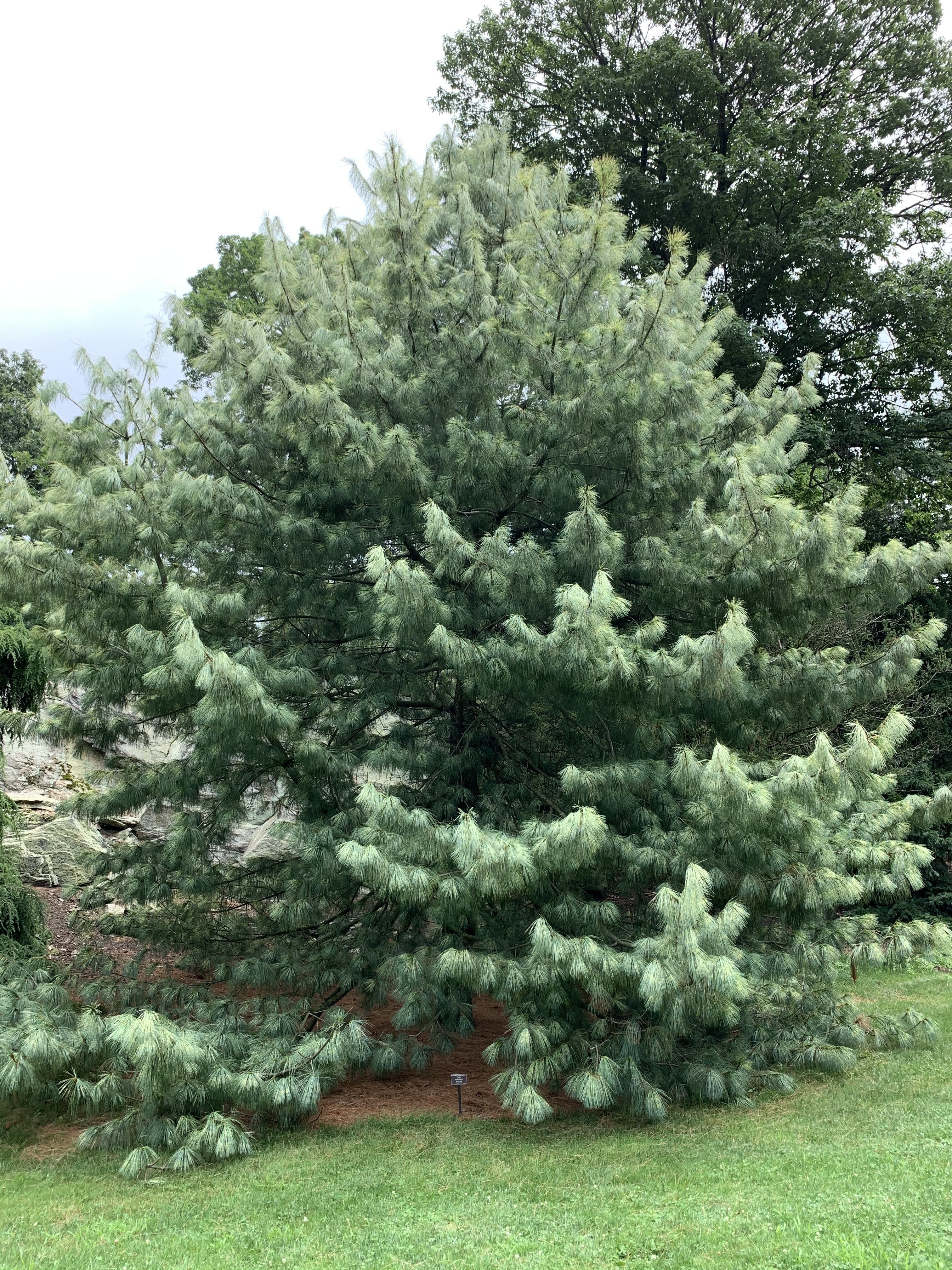 Pinus wallichiana 