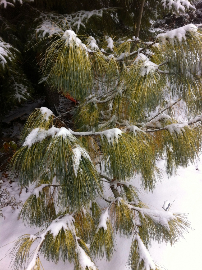 Pinus wallichiana 