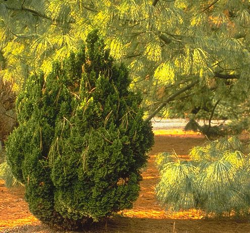 Pinus wallichiana 
