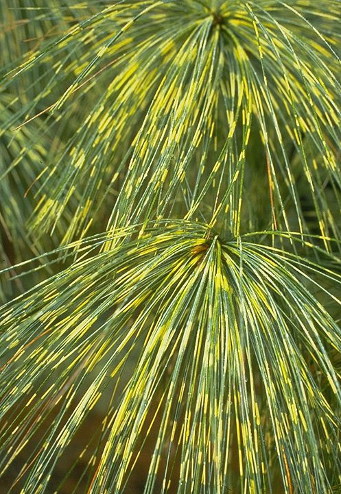 Pinus wallichiana 