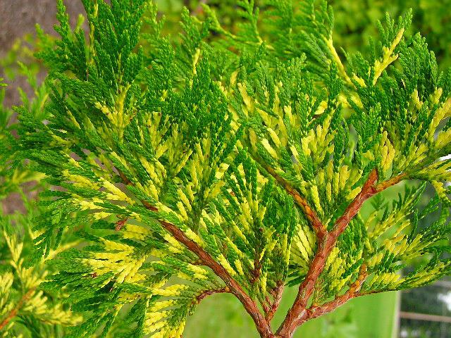 Thuja plicata 