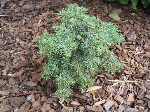 Abies concolor 