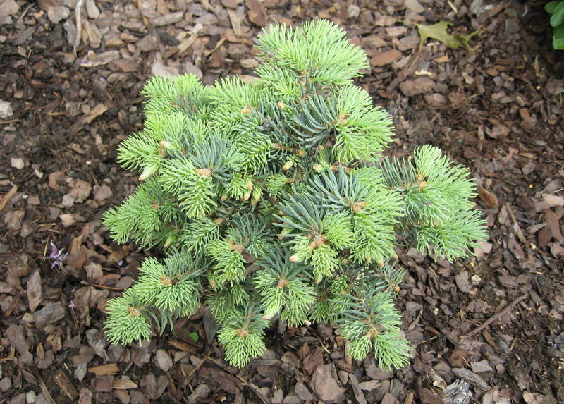 Abies concolor 