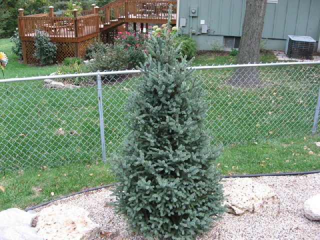 Picea glauca 