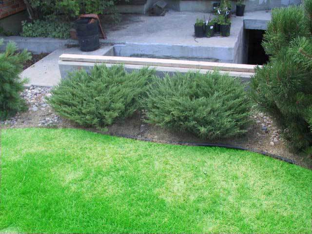 Juniperus horizontalis 
