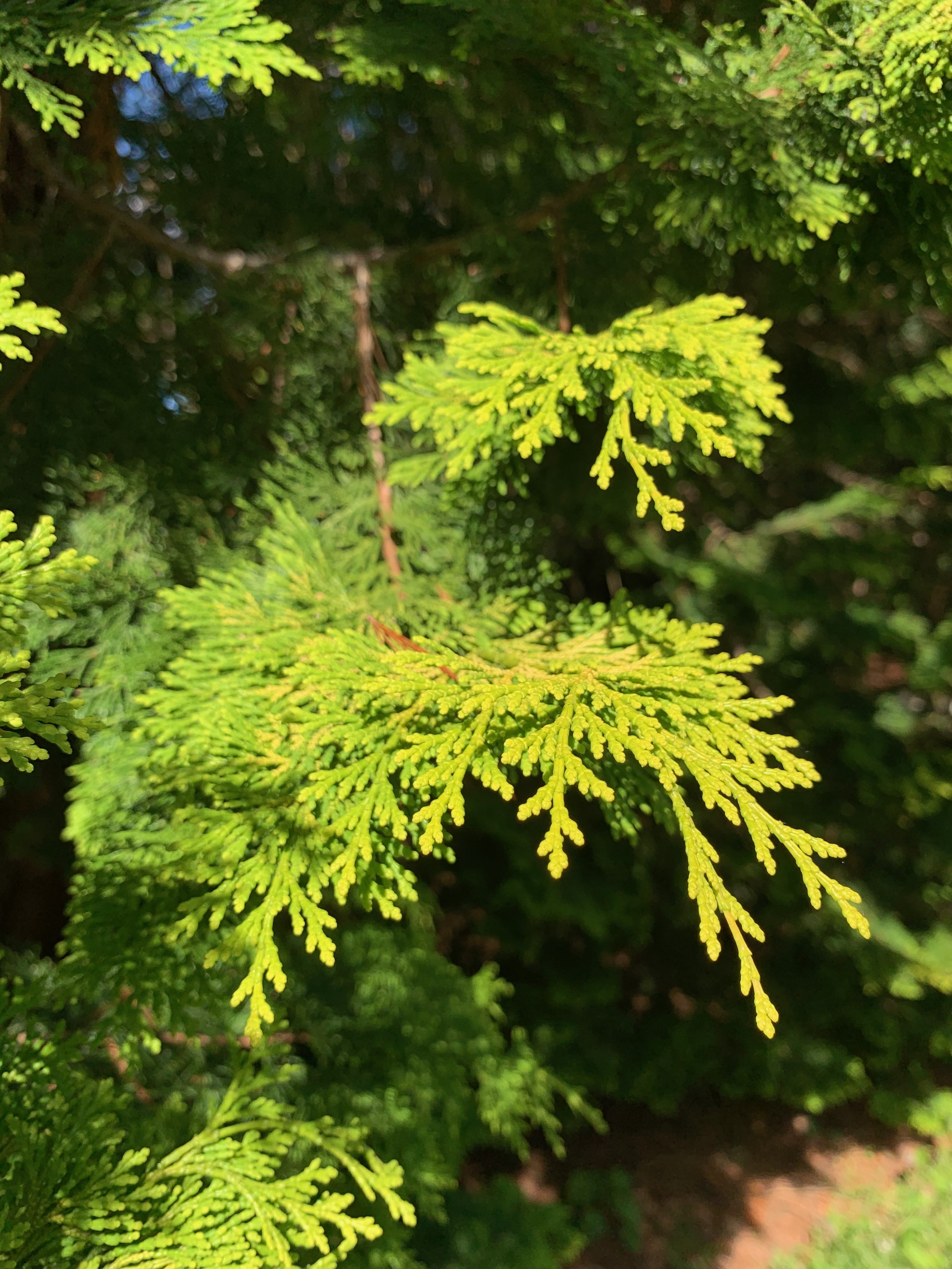 Chamaecyparis obtusa 