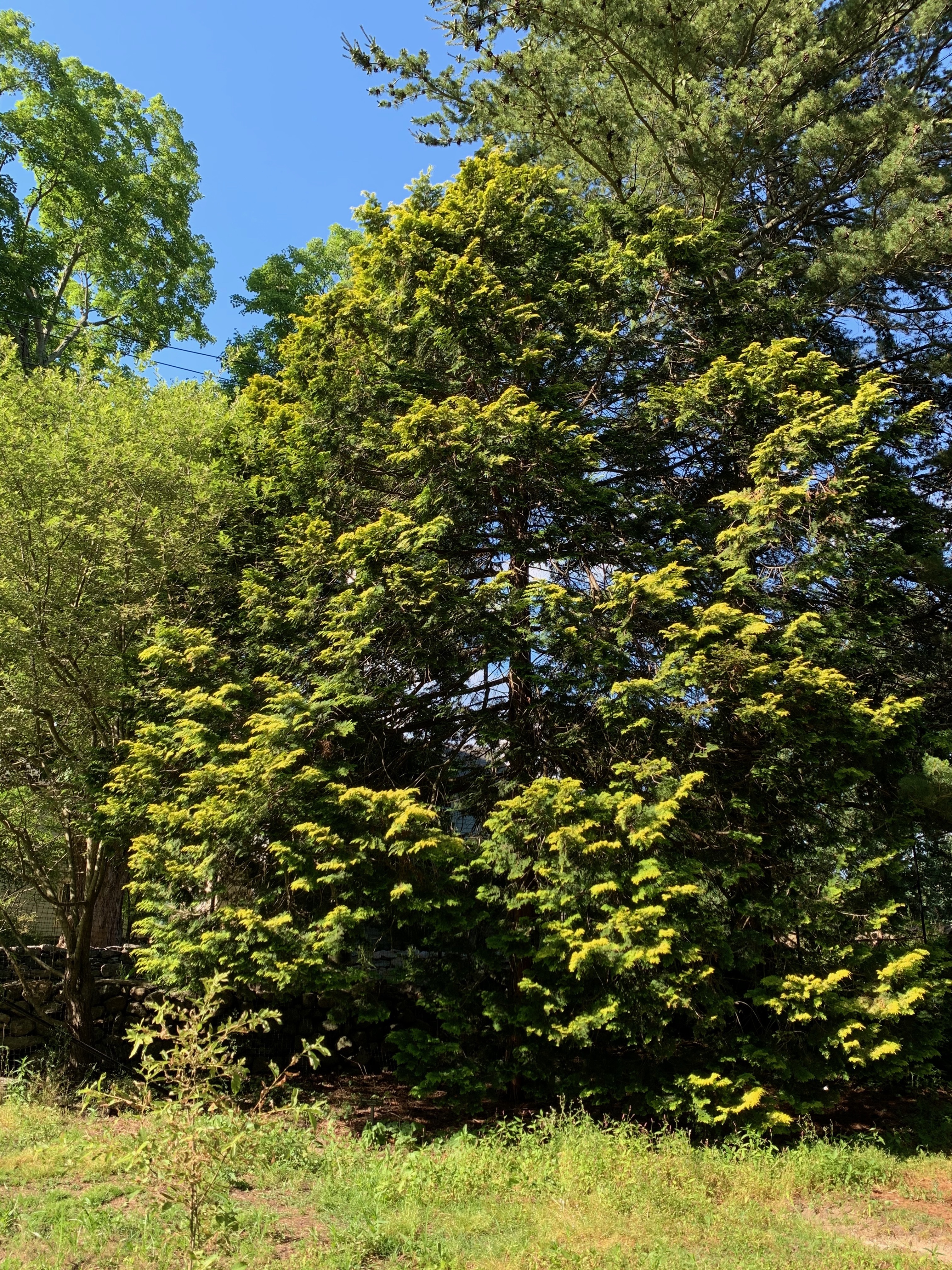 Chamaecyparis obtusa 
