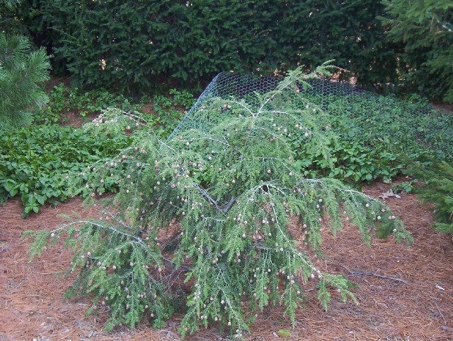 Tsuga canadensis 
