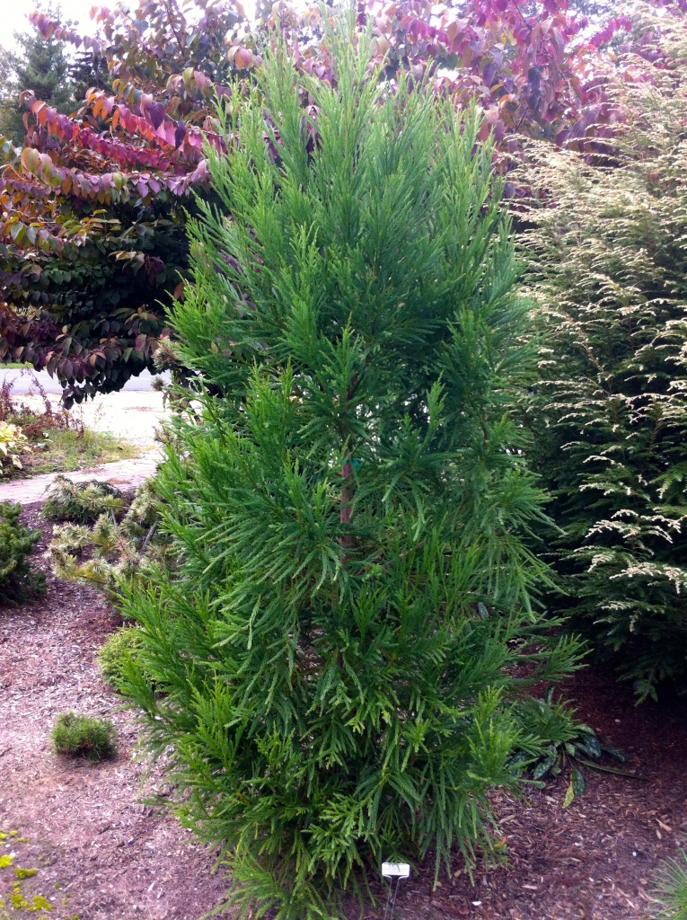 Cryptomeria japonica 