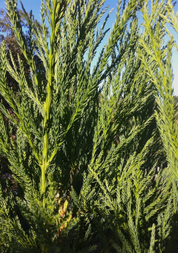 Cryptomeria japonica 