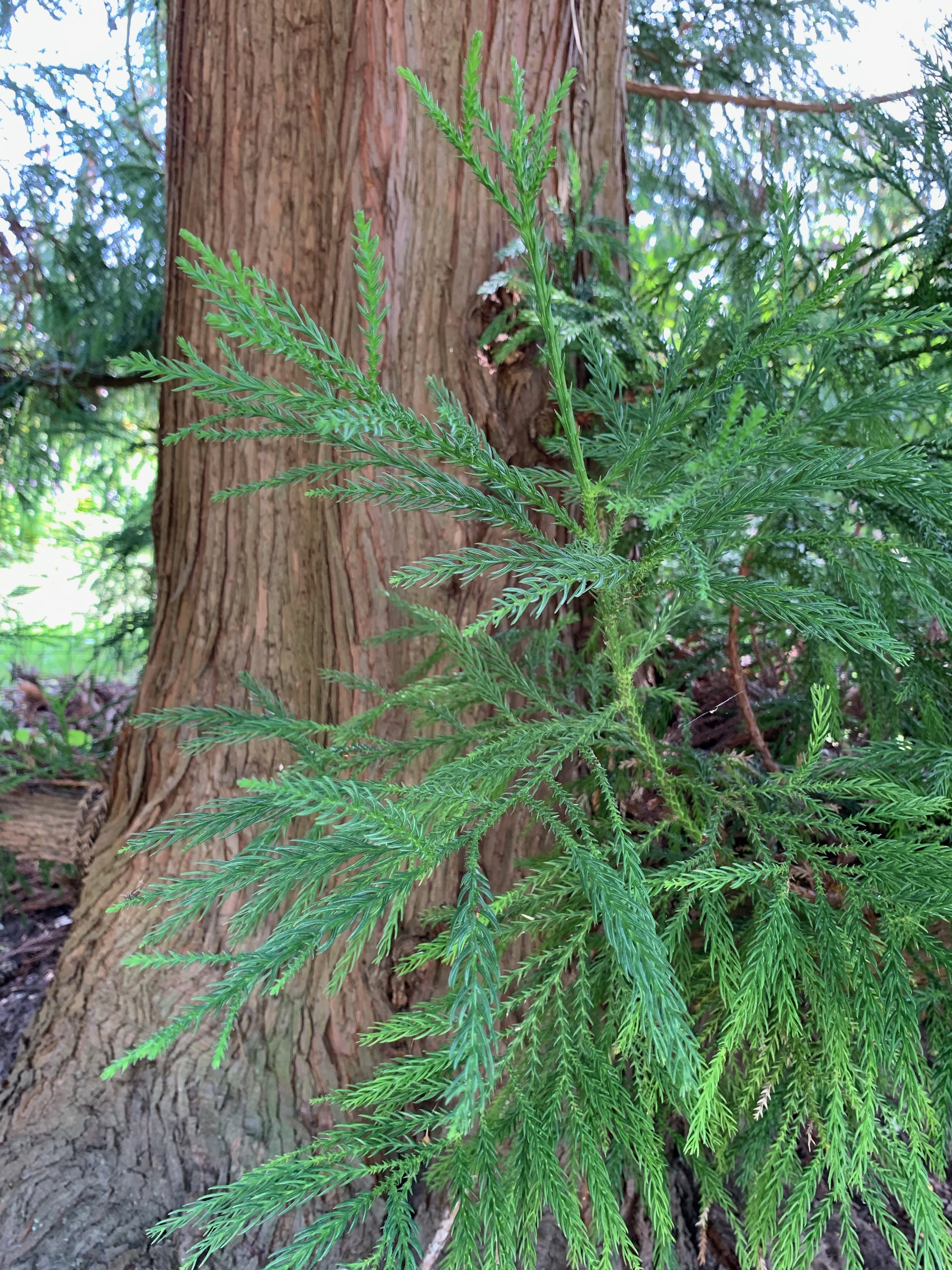 Cryptomeria japonica 