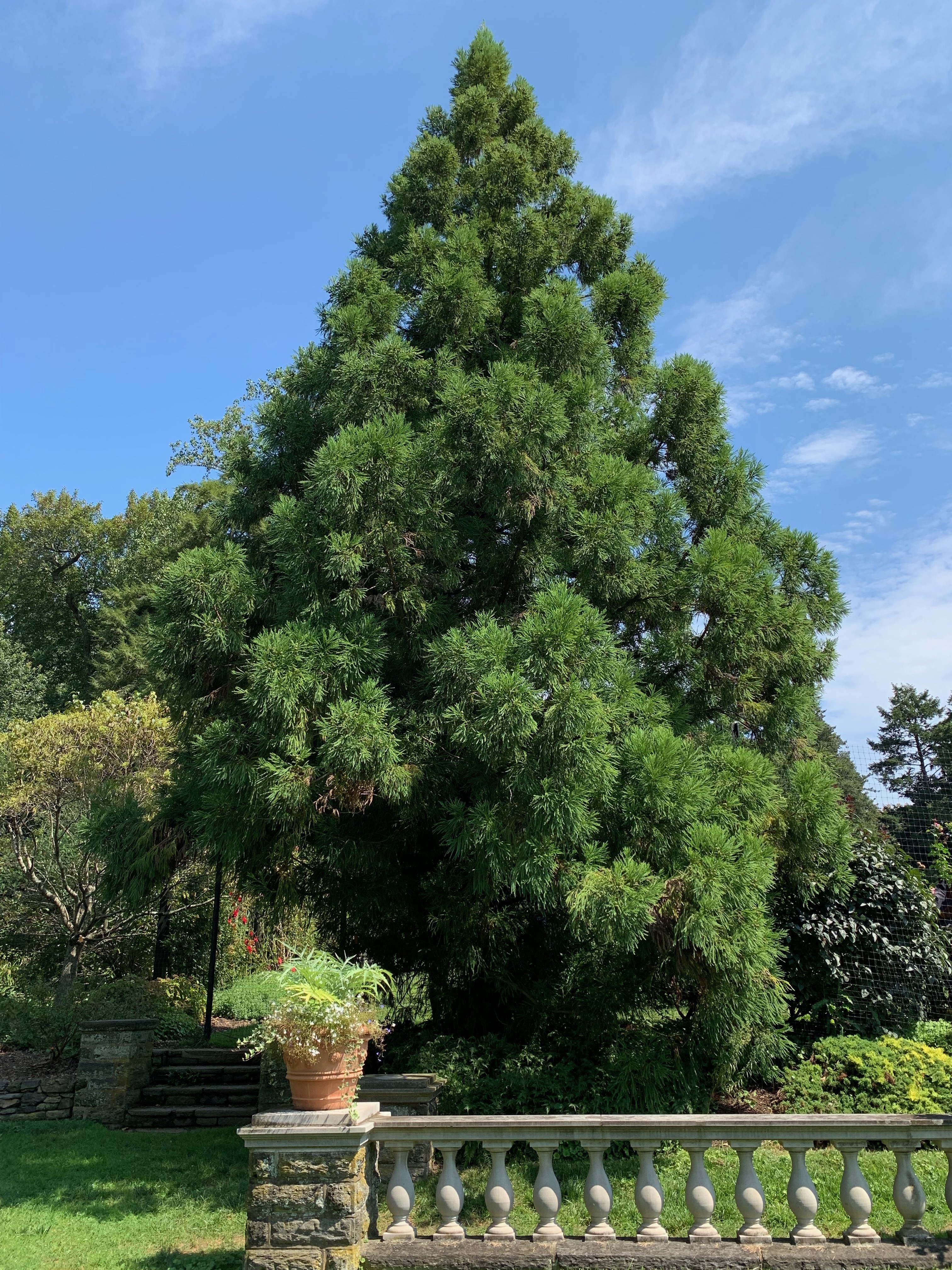 Cryptomeria japonica 