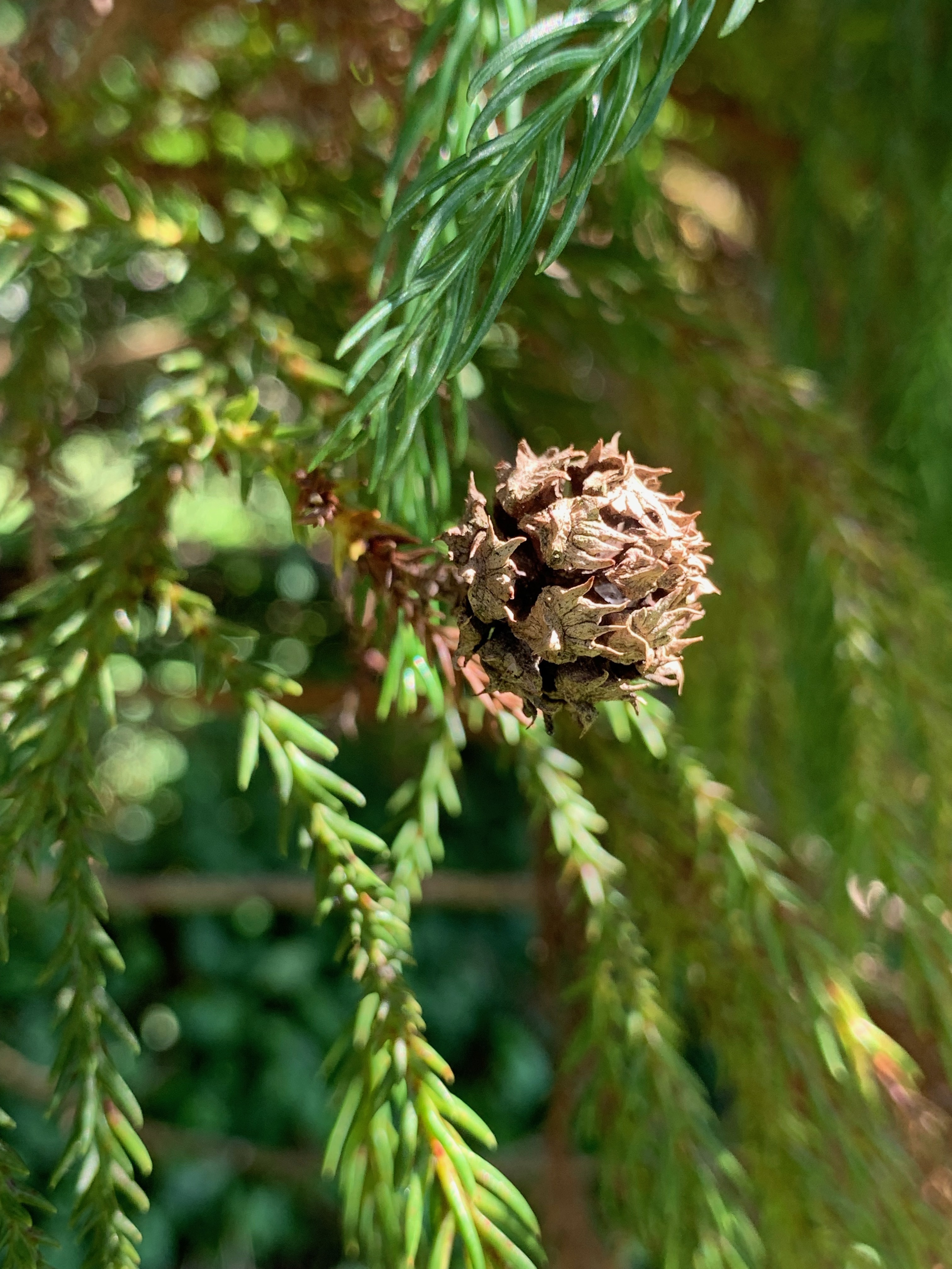 Cryptomeria japonica 