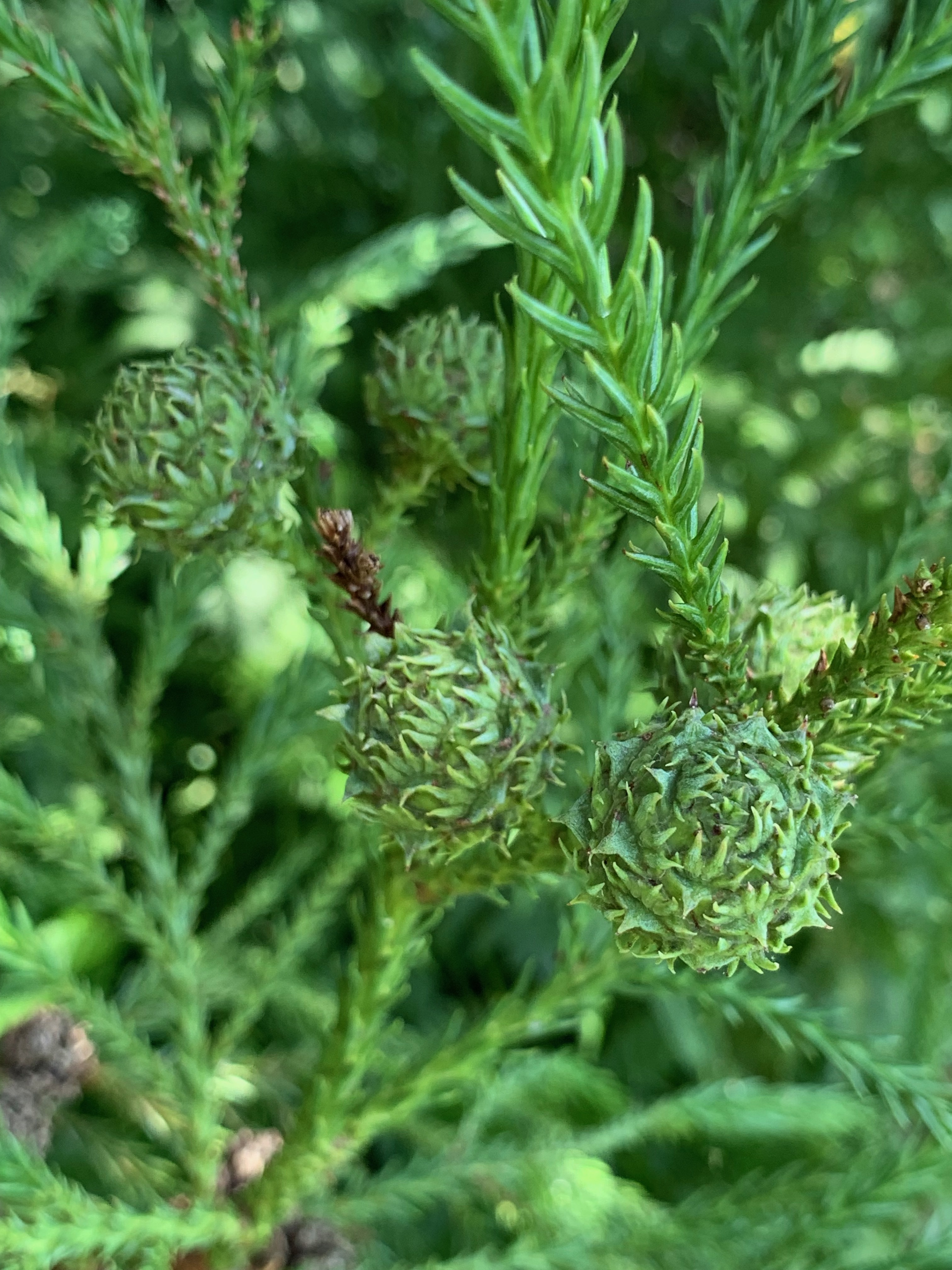 Cryptomeria japonica 