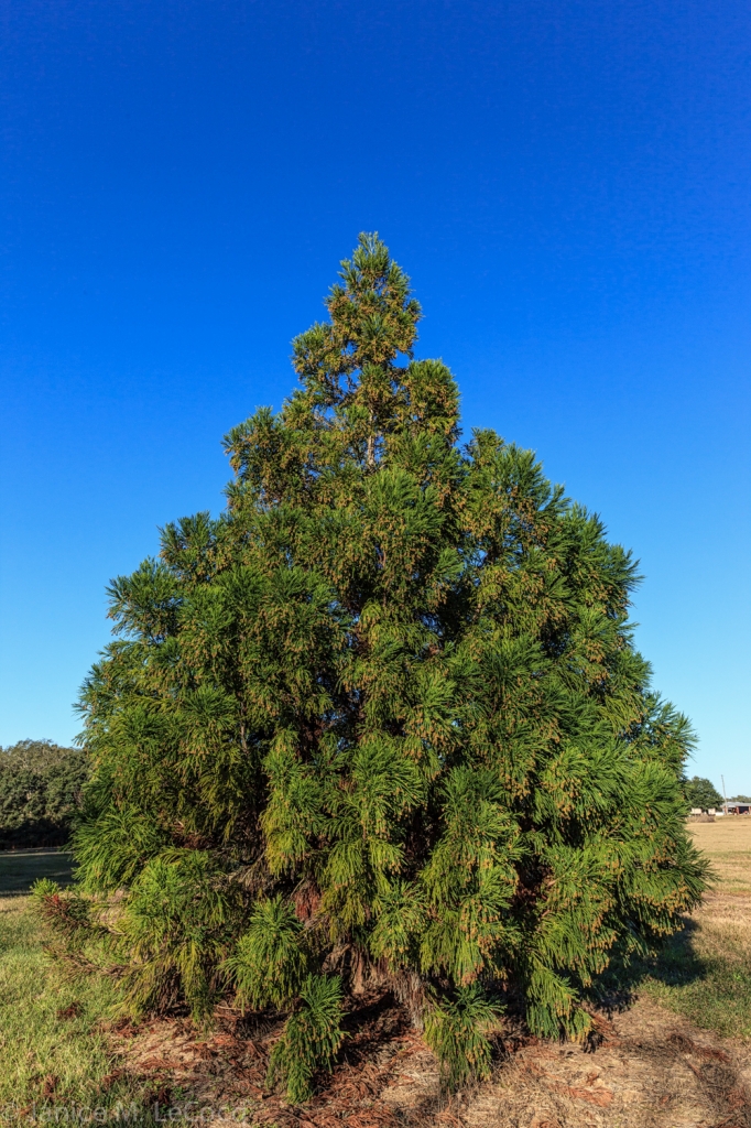 Cryptomeria japonica 
