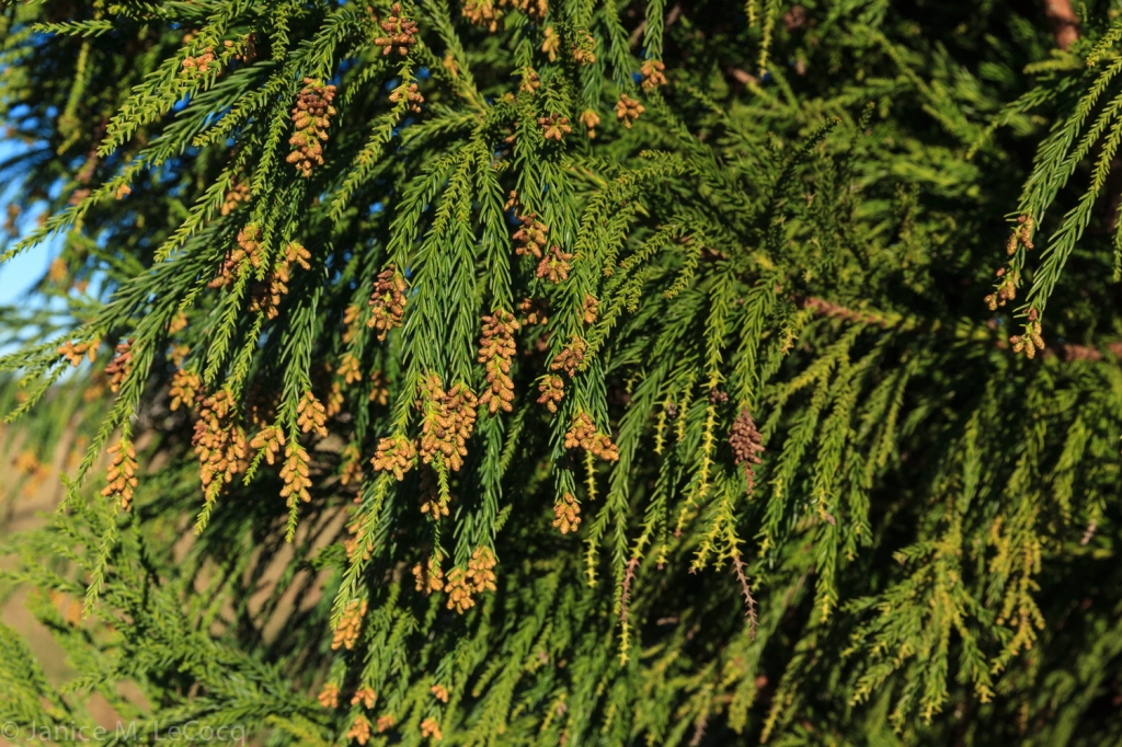 Cryptomeria japonica 
