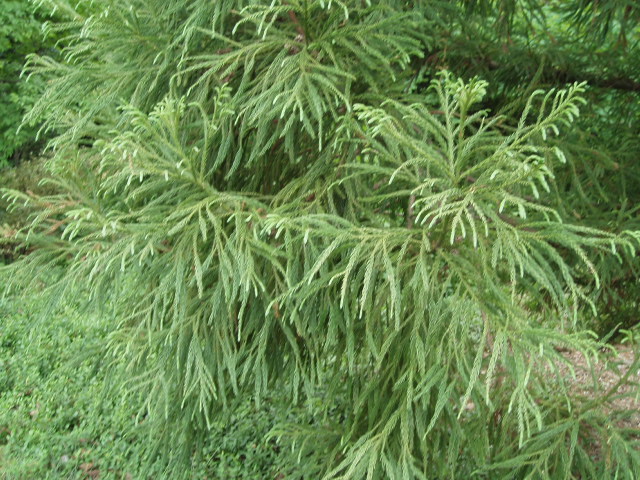 Cryptomeria japonica 
