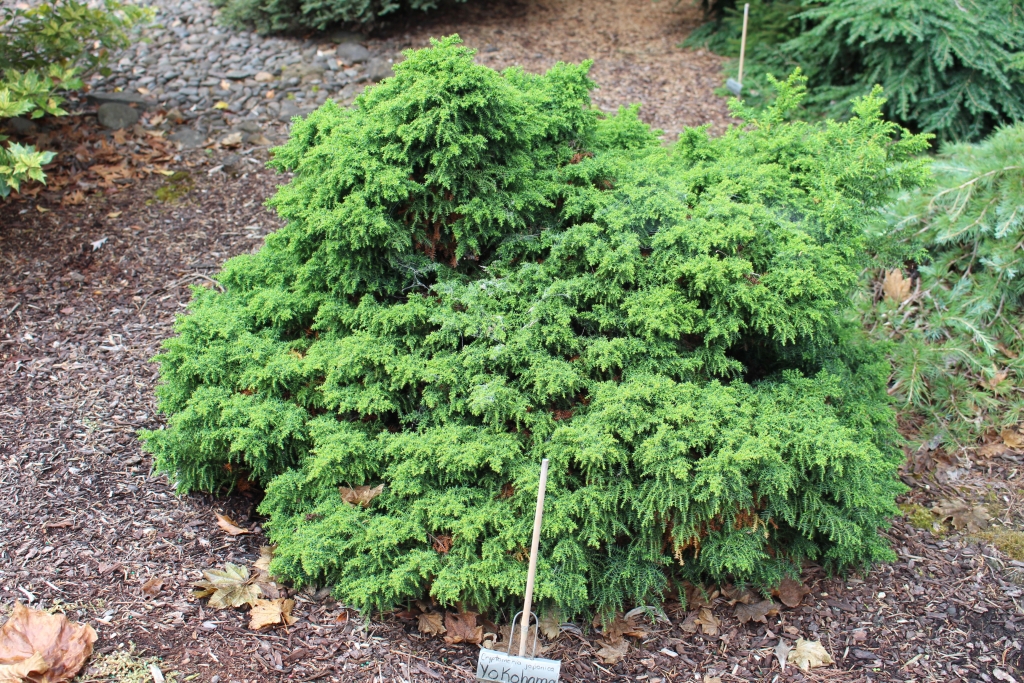 Cryptomeria japonica 