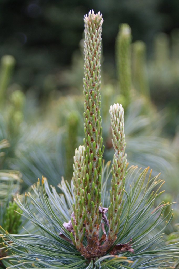 Pinus pumila 