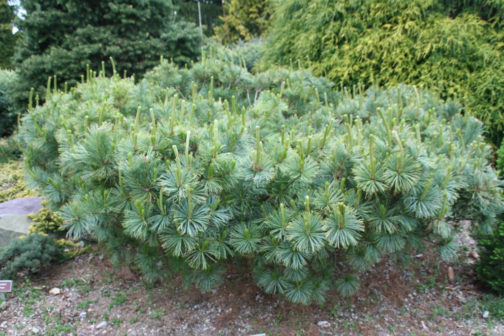 Pinus pumila 