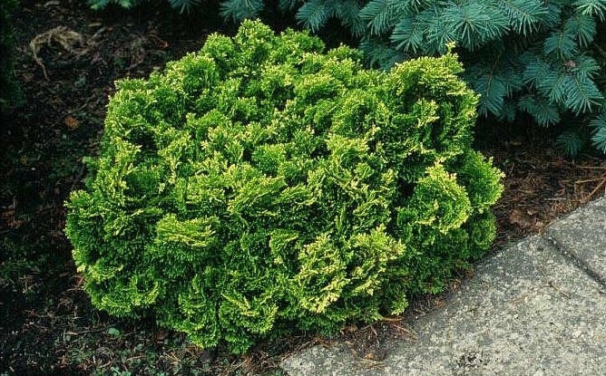 Chamaecyparis obtusa 