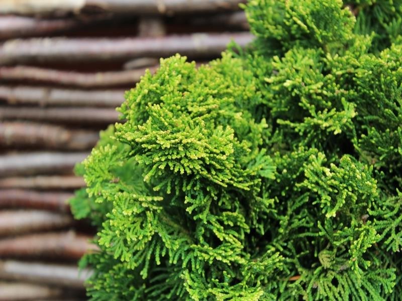 Chamaecyparis obtusa 