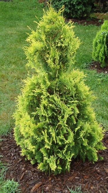 Thuja occidentalis 