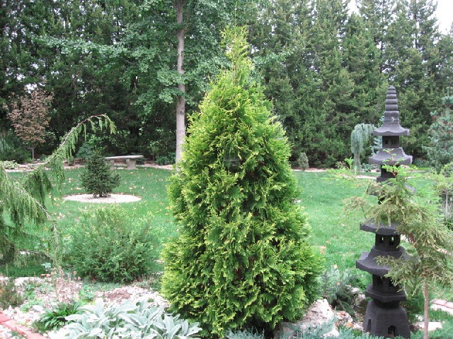 Thuja occidentalis 