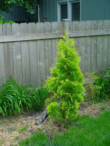 Thuja occidentalis 