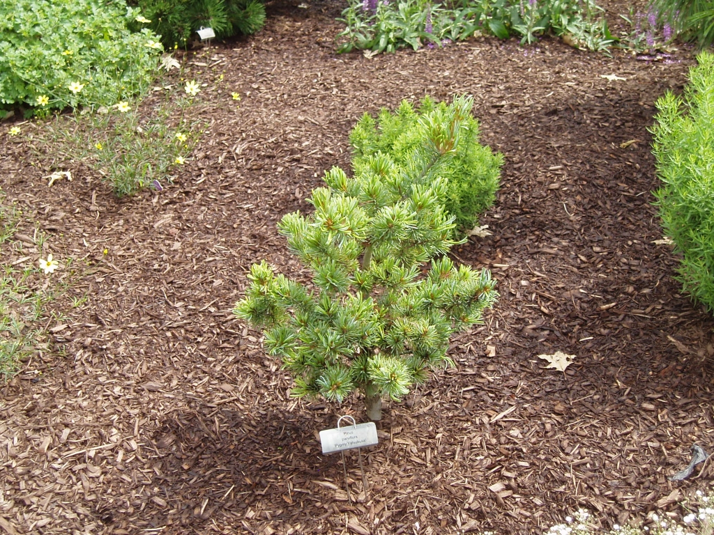 Pinus parviflora 