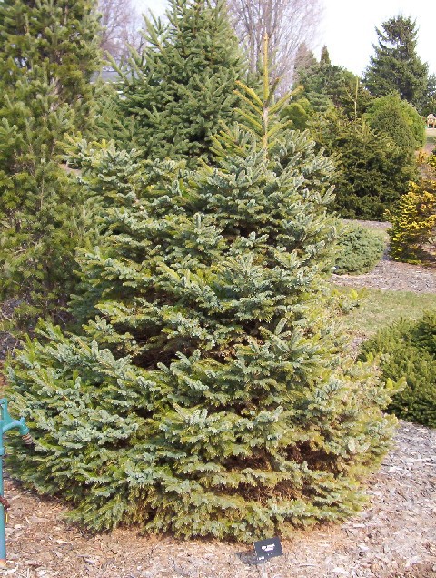 Picea glehnii 
