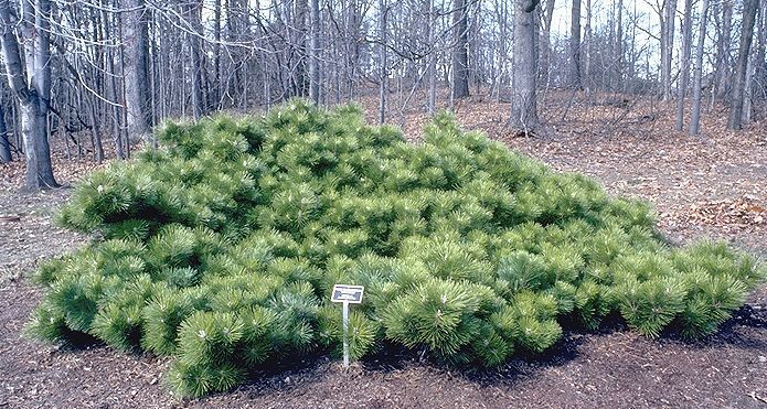 Pinus thunbergii 
