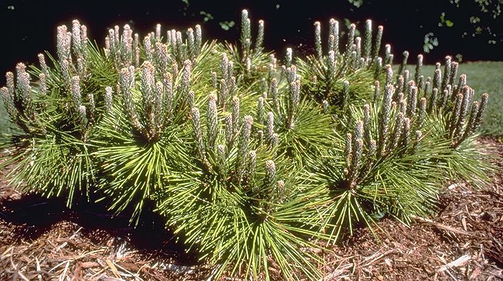 Pinus thunbergii 