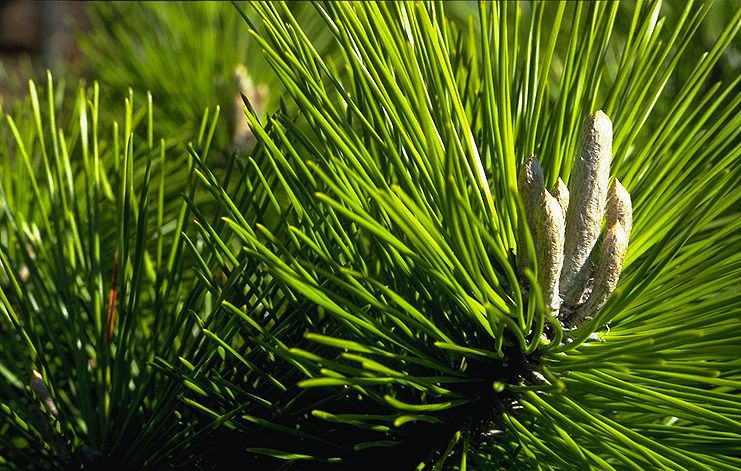 Pinus thunbergii 