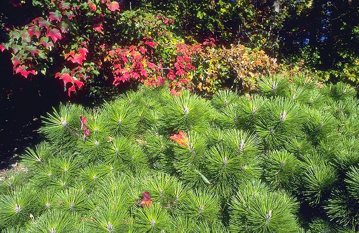 Pinus thunbergii 