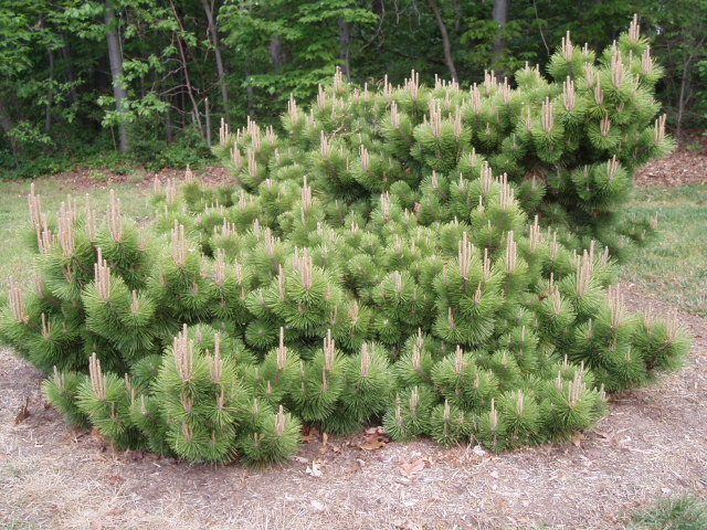 Pinus thunbergii 