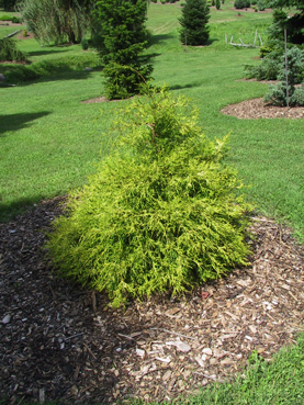 Chamaecyparis pisifera 
