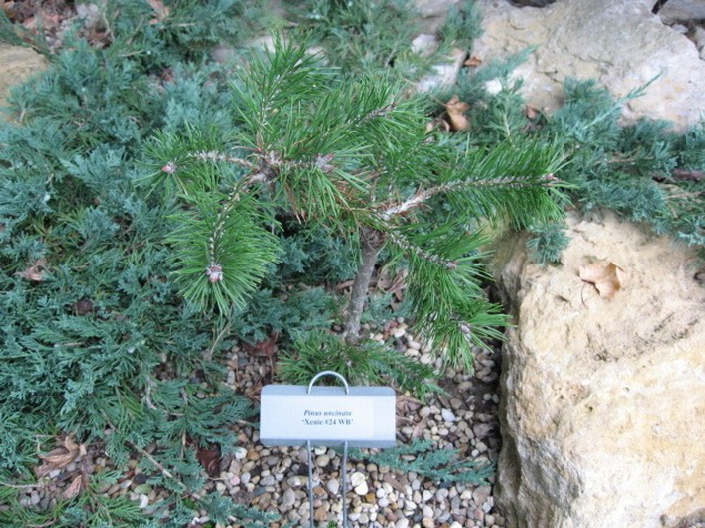 Pinus mugo 