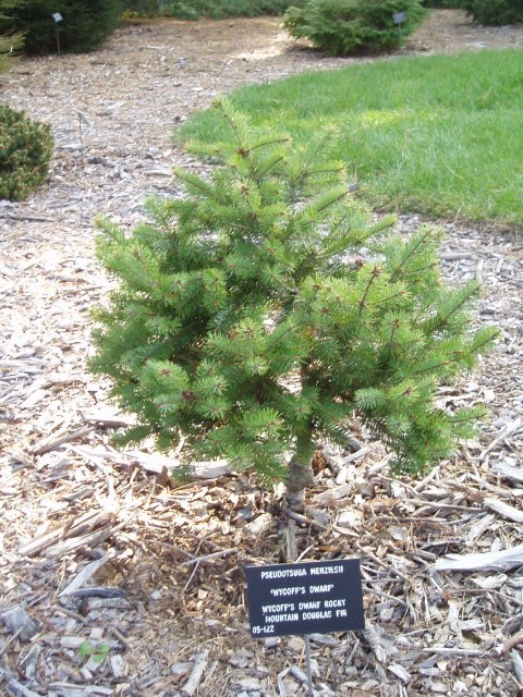 Pseudotsuga menziesii 